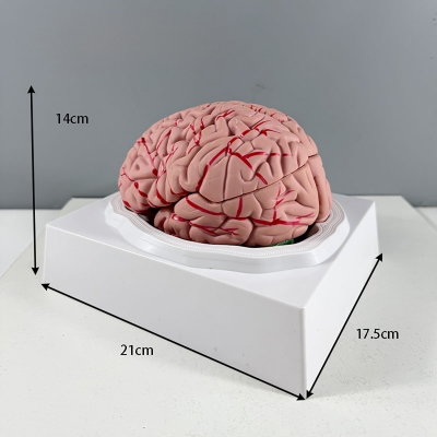 Разборная анатомическая модель человеческого мозга Corpo cérebro-2